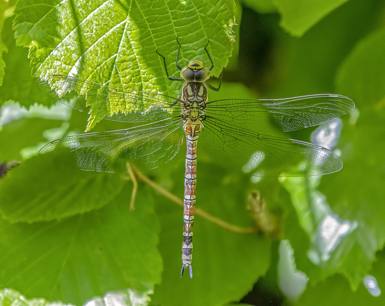 dragonfly  wings  insect free photo