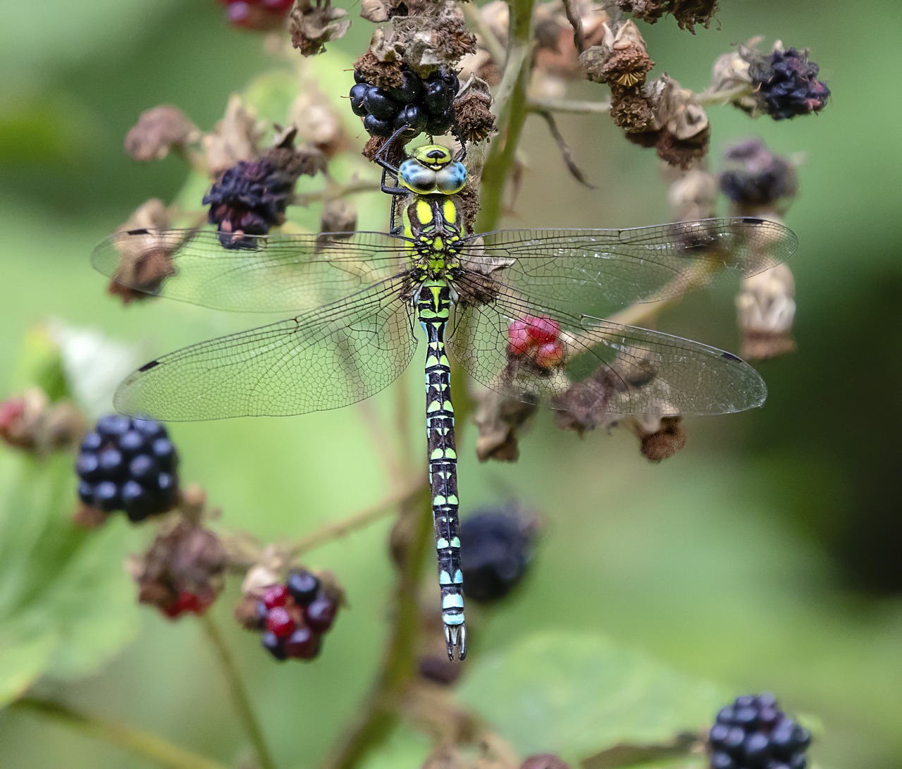 dragonfly  wings  insect free photo