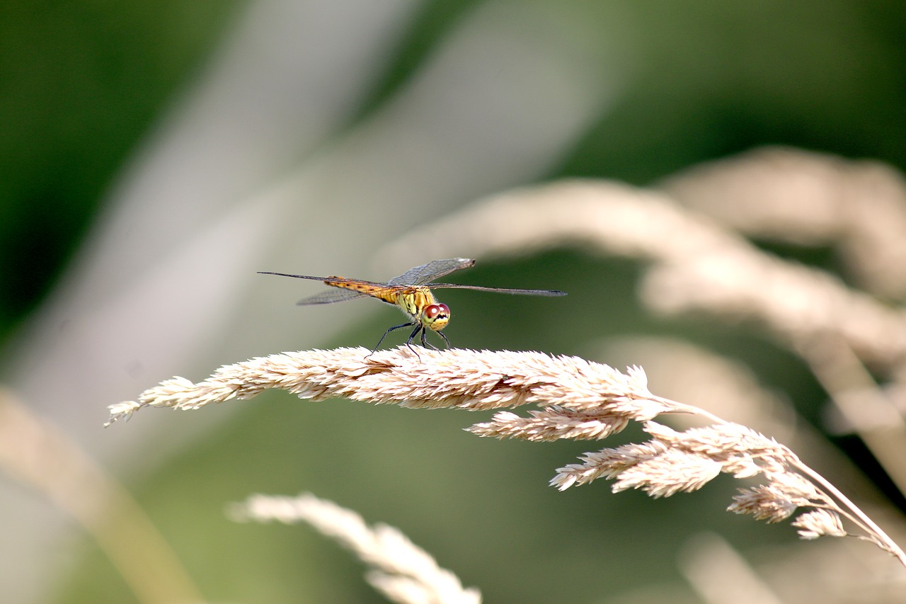 dragonfly  autumn  nature free photo