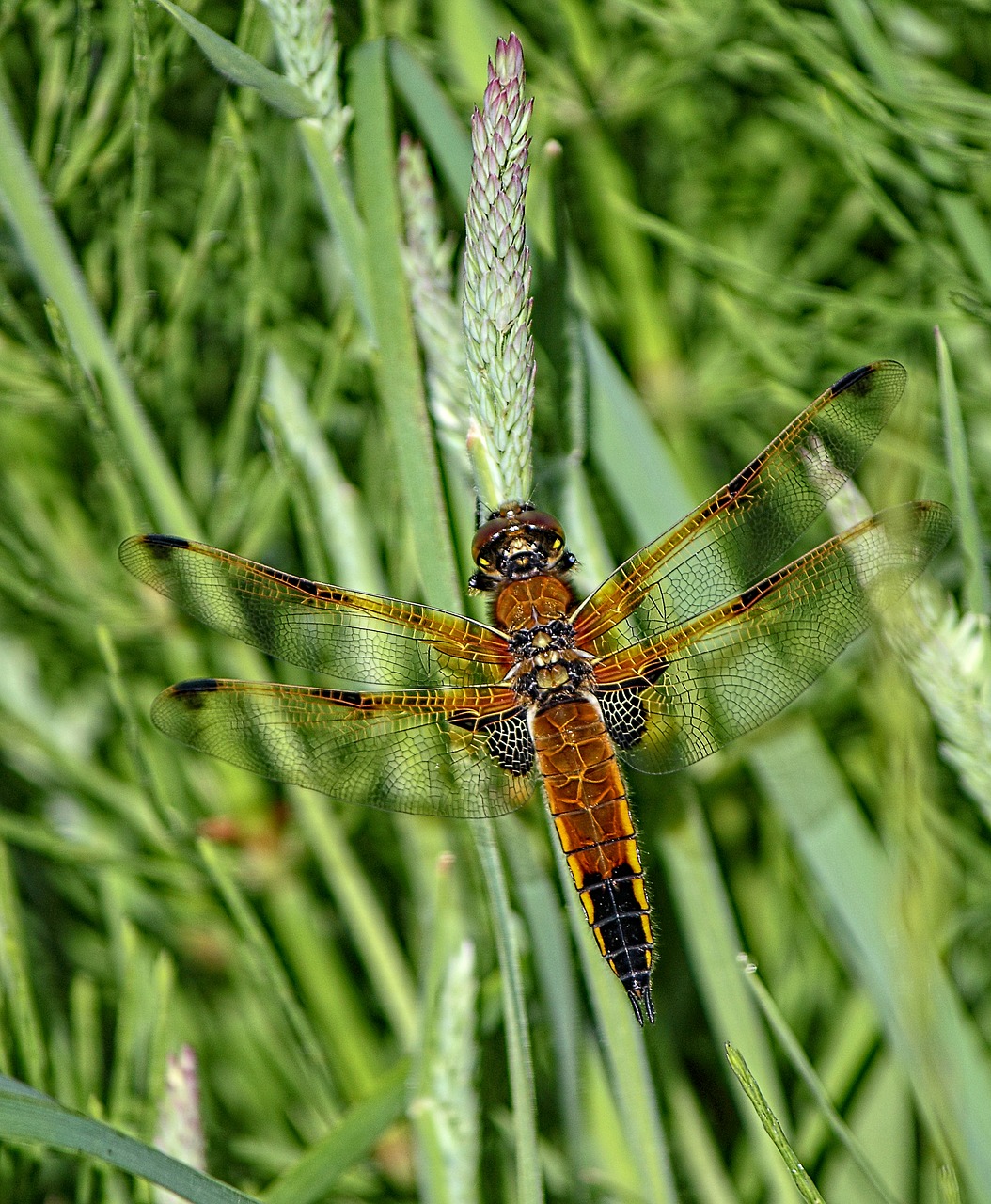 dragonfly  four spotted chaser  wings free photo