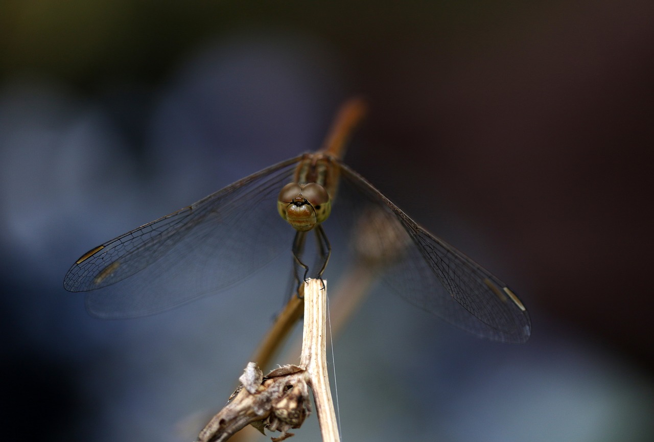 dragonfly  insecta  wings free photo