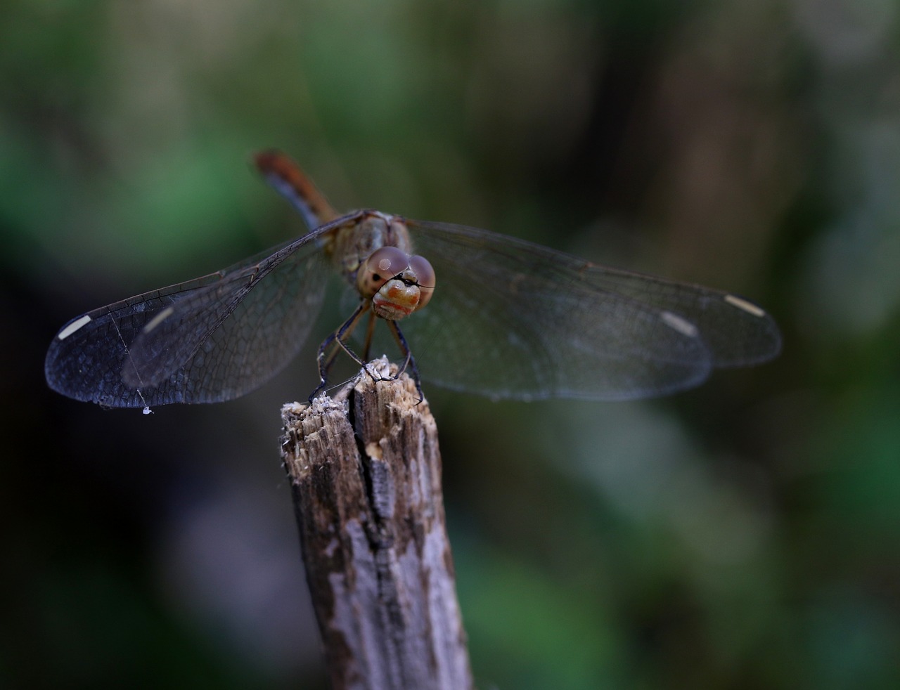 dragonfly  insecta  wings free photo