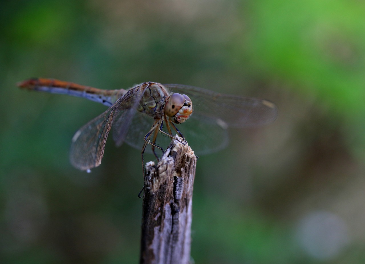 dragonfly  insecta  wings free photo