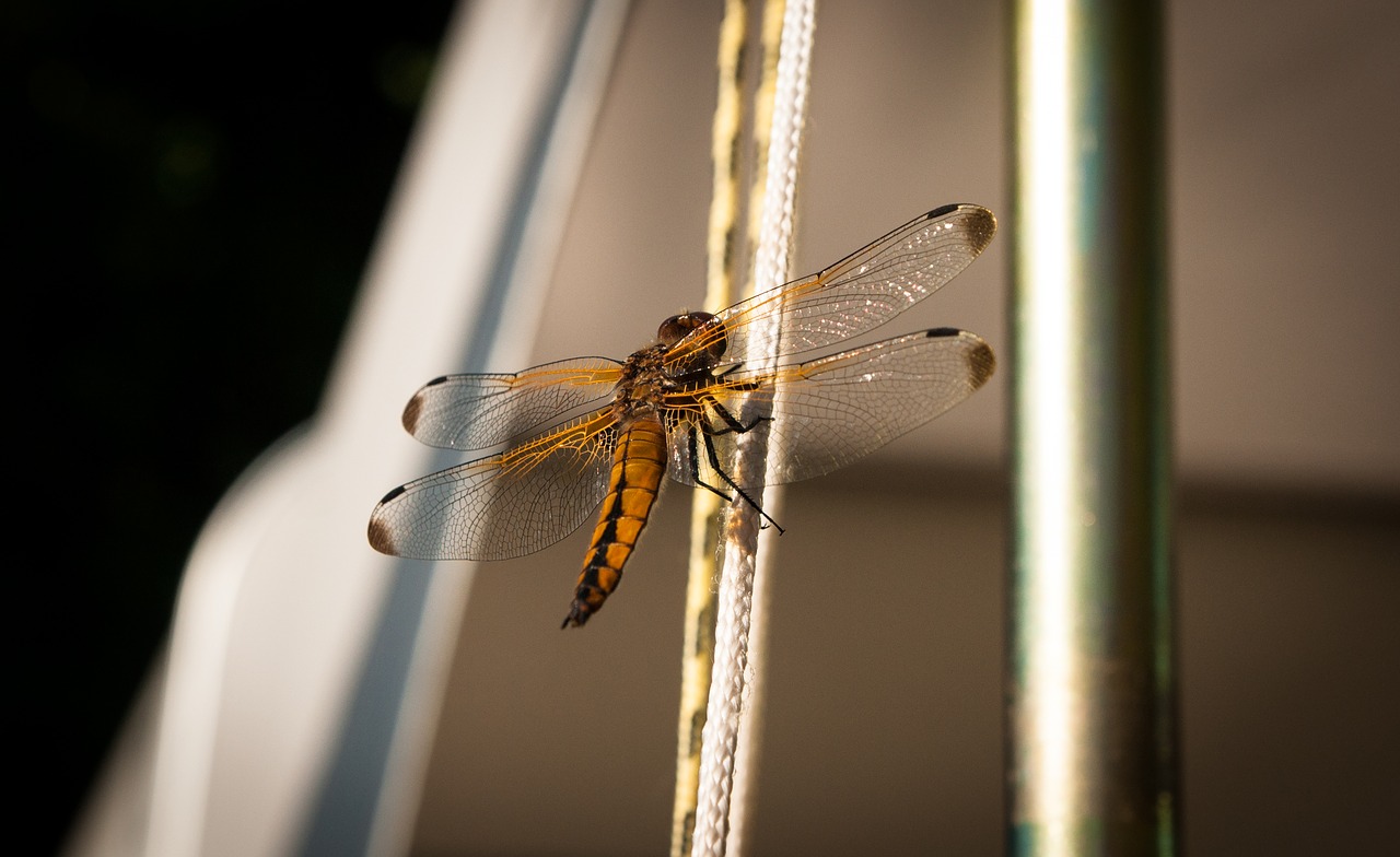 dragonfly  insect  macro free photo