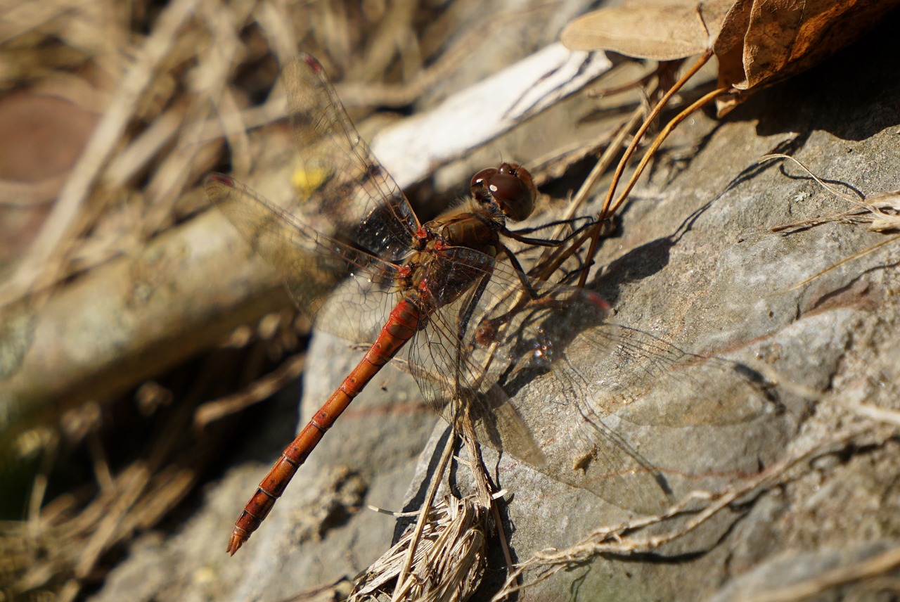 dragonfly  insect  macro free photo