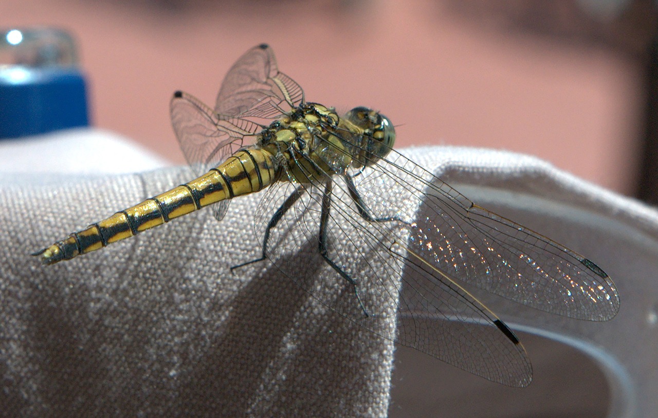 dragonfly  insect  wing free photo