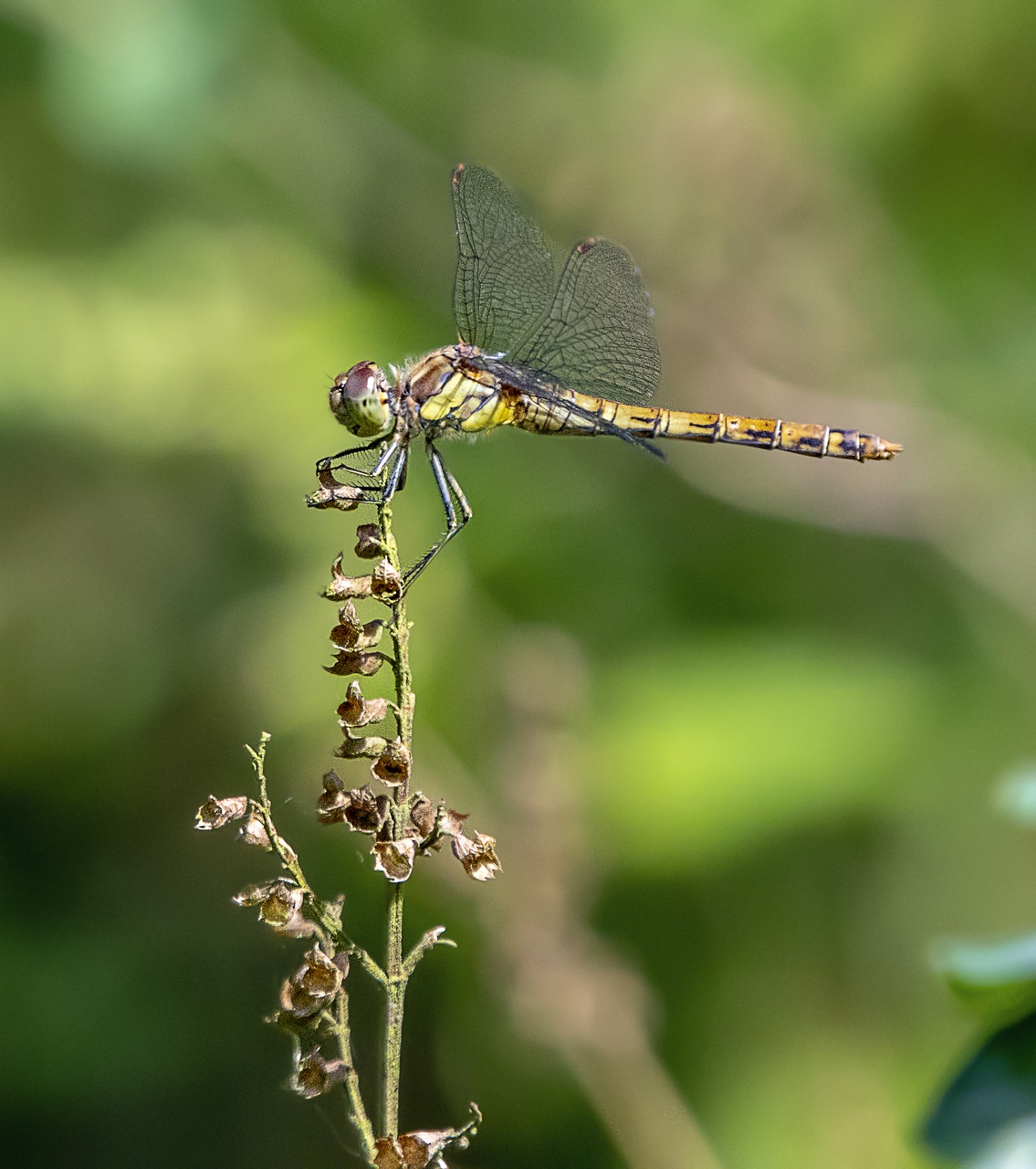 dragonfly  wings  insect free photo