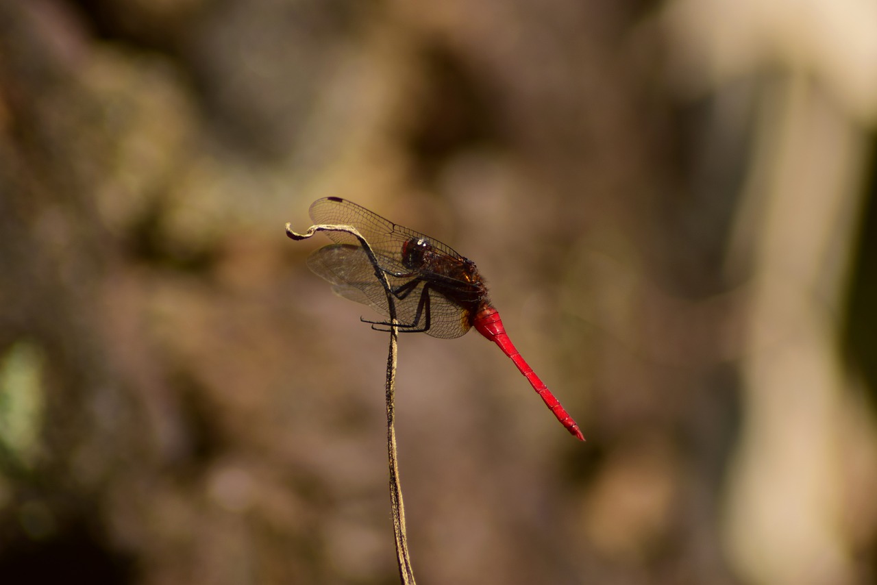 dragonfly  nature  insect free photo