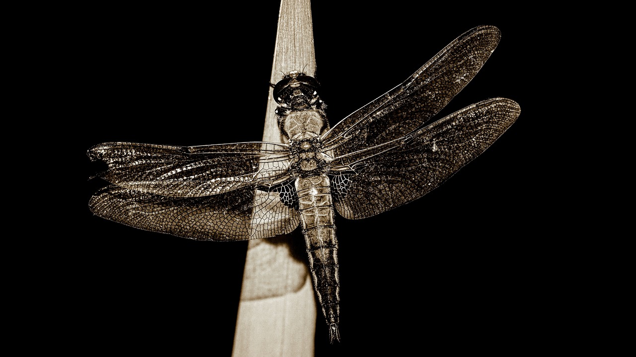 dragonfly  black and white  insect free photo