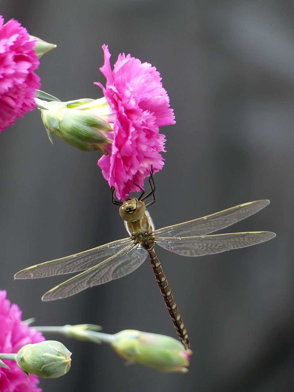 dragonfly  insect  nature free photo