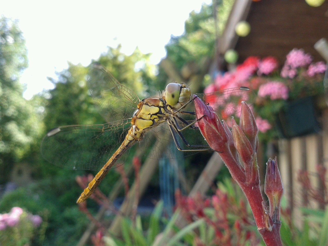 dragonfly summer bug free photo