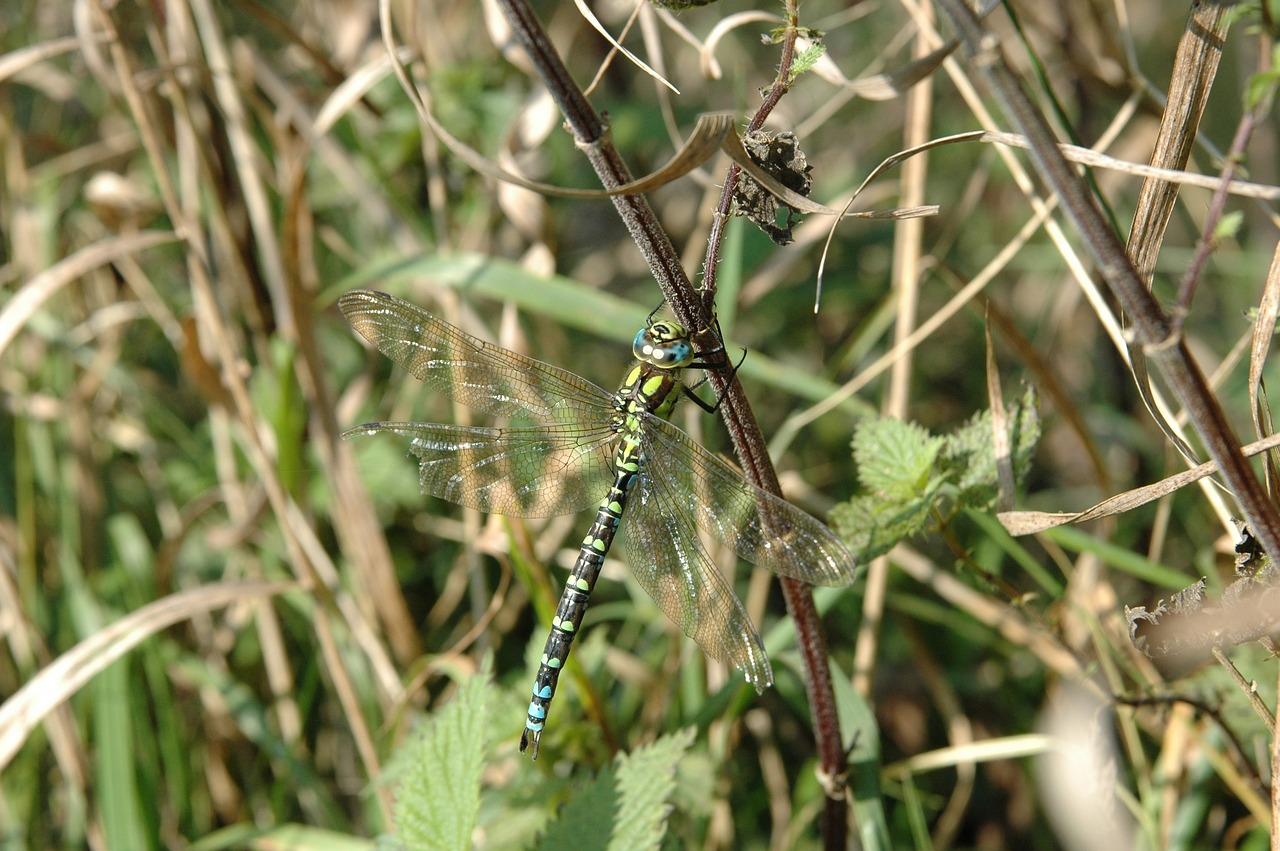 dragonfly  grass  insect free photo