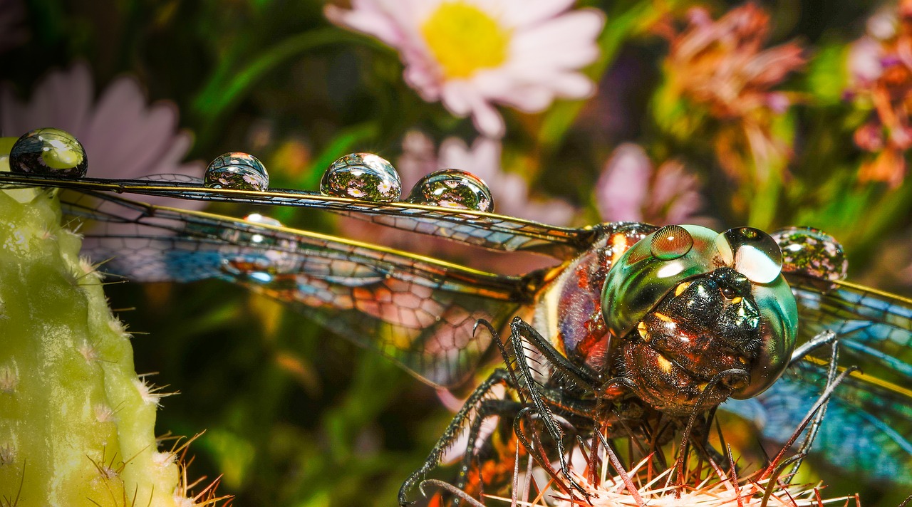 dragonfly  water  water drop free photo