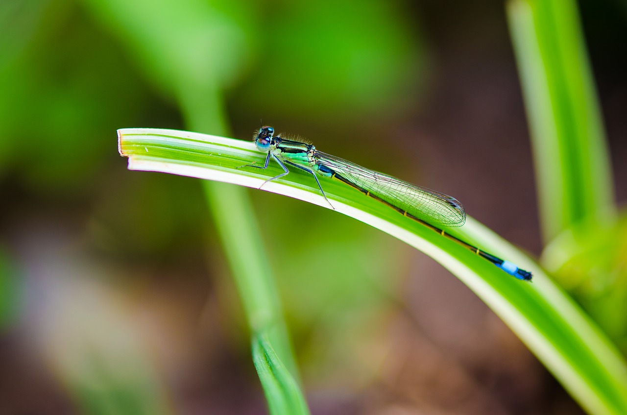 dragonfly  macro  nature free photo