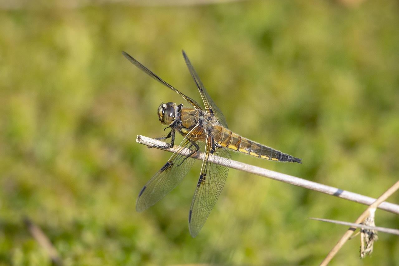 dragonfly  nature  beetle free photo