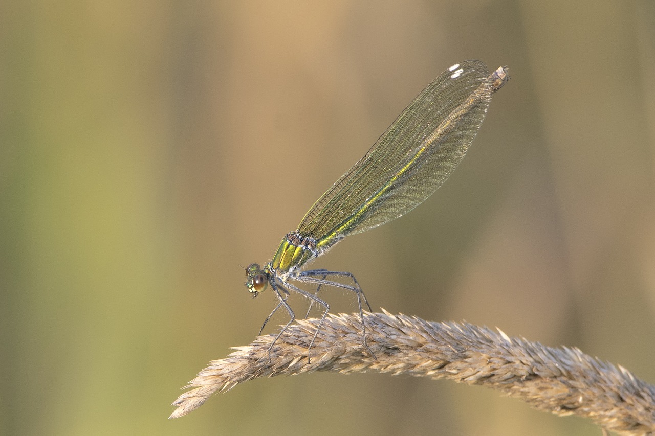 dragonfly  grass  nature free photo