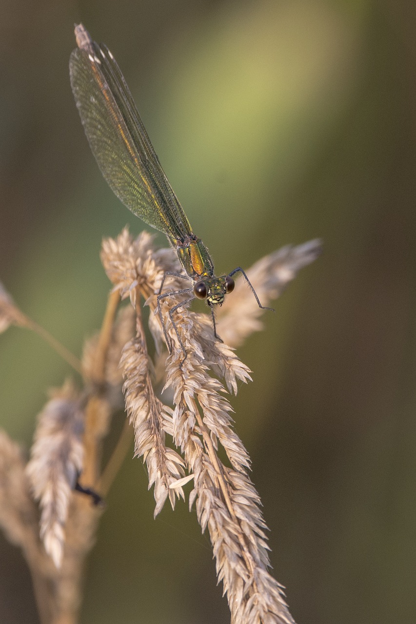 dragonfly  grass  nature free photo