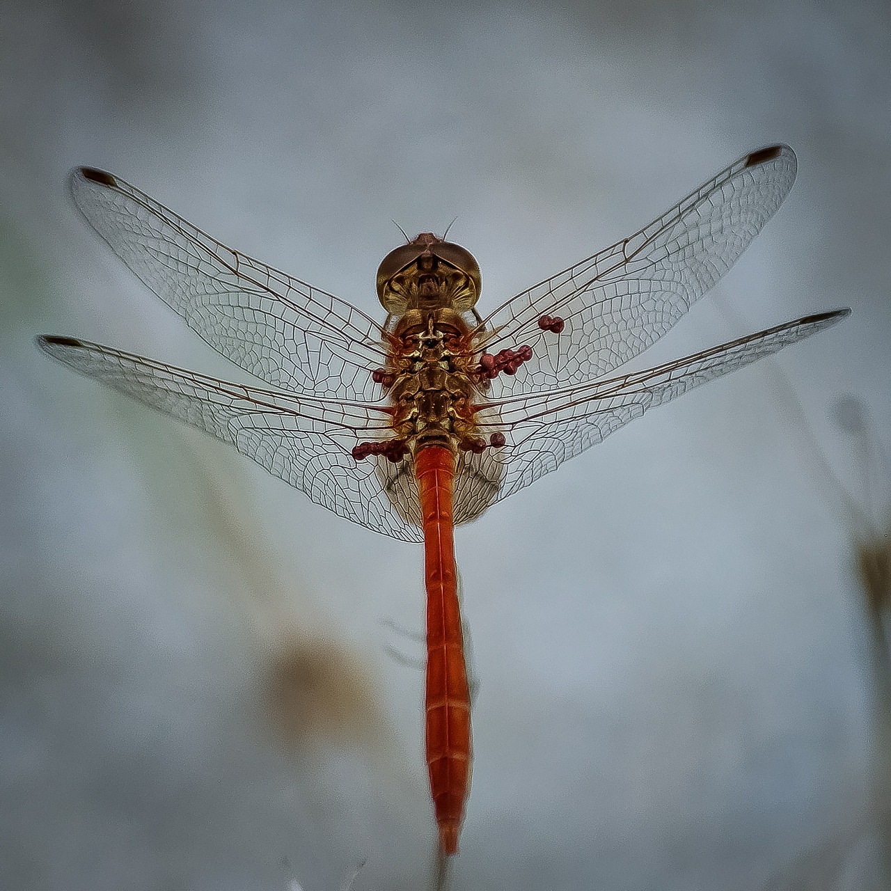 dragonfly insect bug free photo