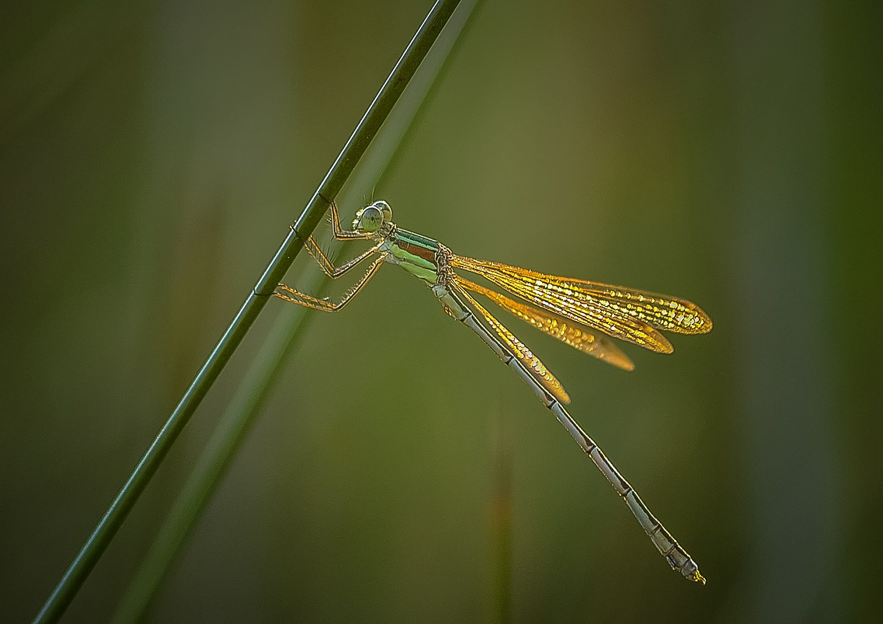 dragonfly insect bug free photo