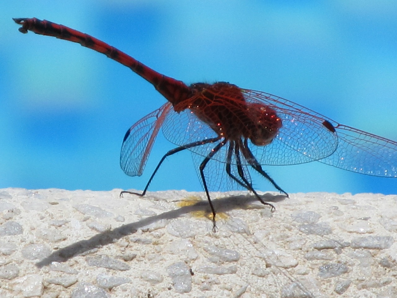 dragonfly insect close free photo