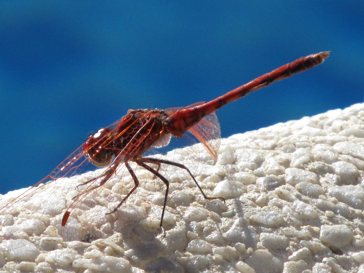 dragonfly insect nature free photo