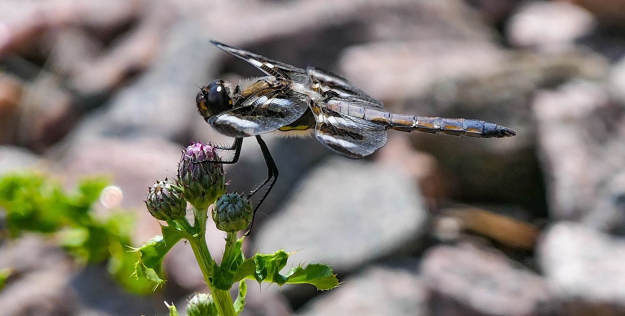 dragonfly  lake  insect free photo