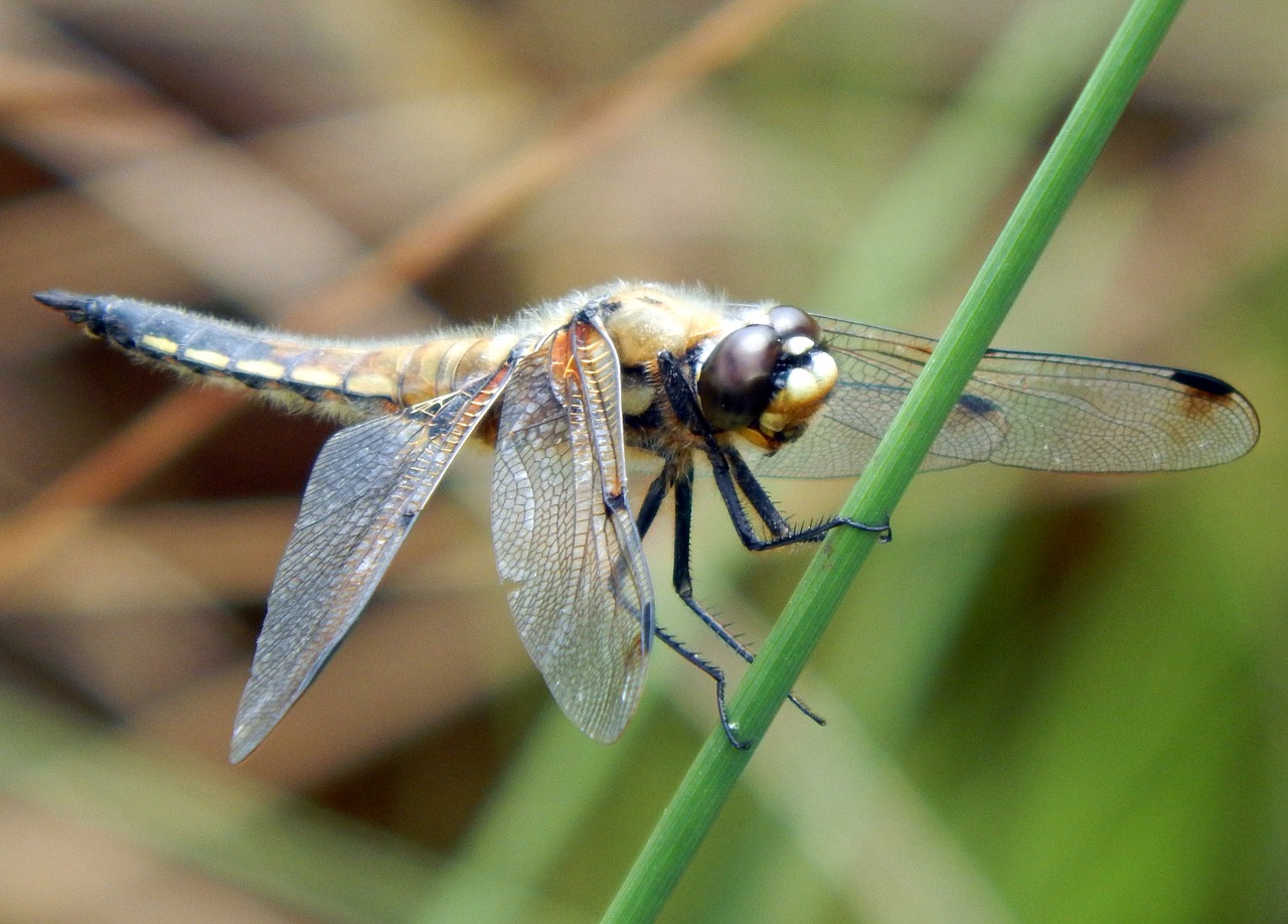 dragonfly  four spotted chaser  nature free photo