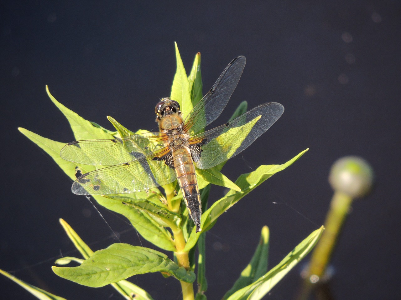 dragonfly macro insect free photo