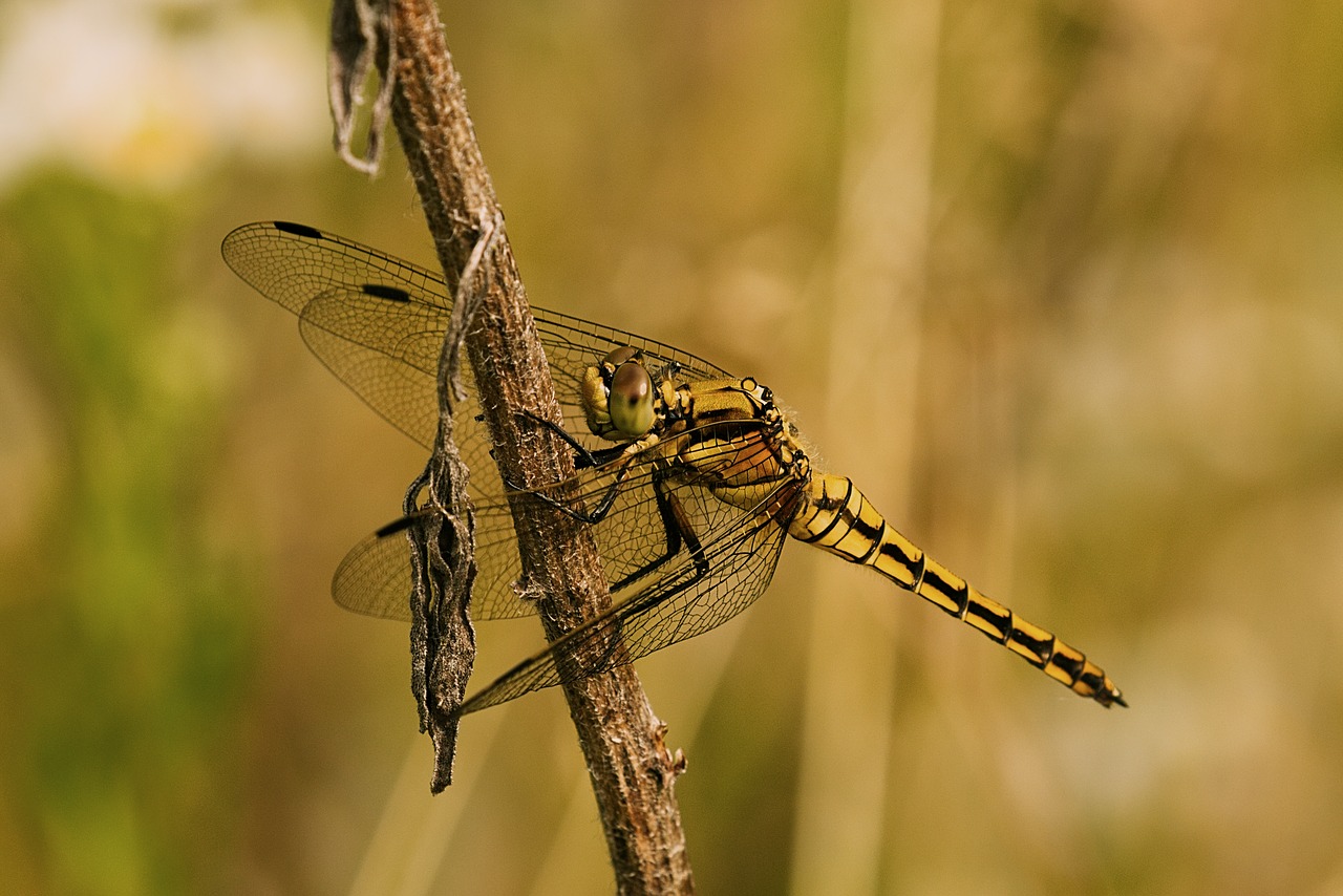 dragonfly  golden  pond free photo