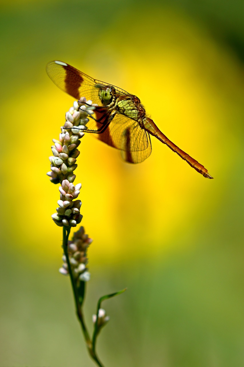dragonfly  nature  ali free photo