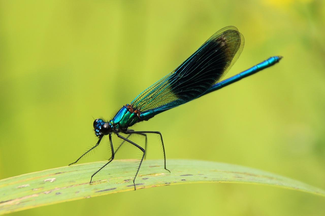 dragonfly close insect free photo