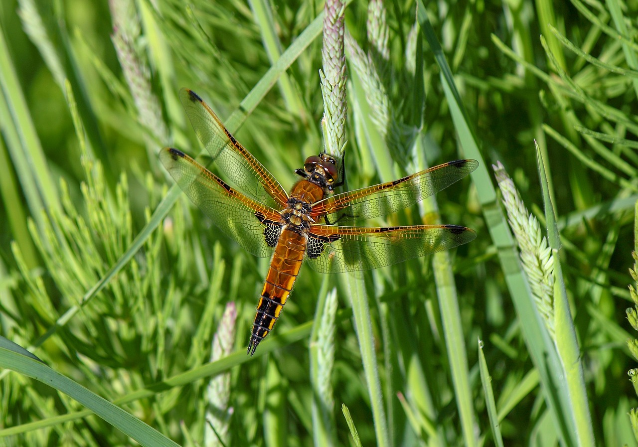 dragonfly  four-spotted-chaser  nature free photo
