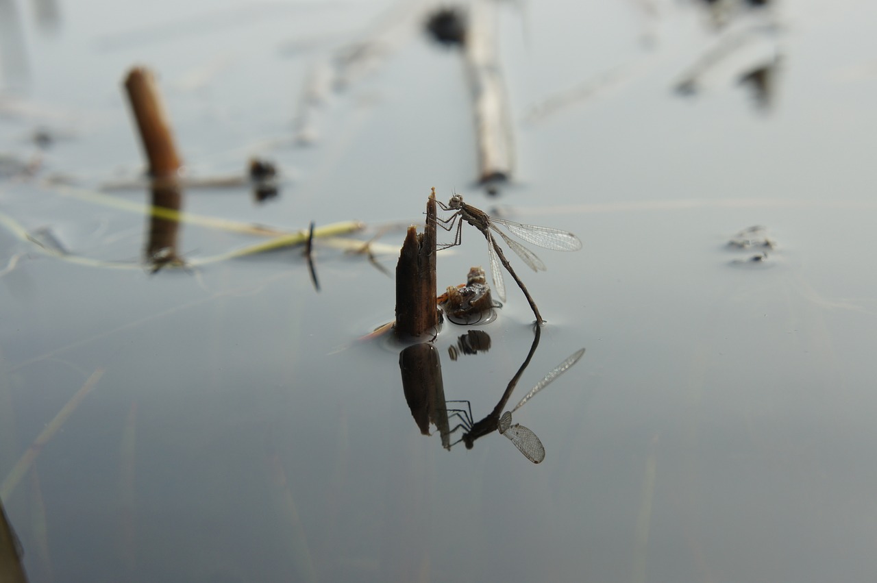 dragonfly  reflection  water free photo