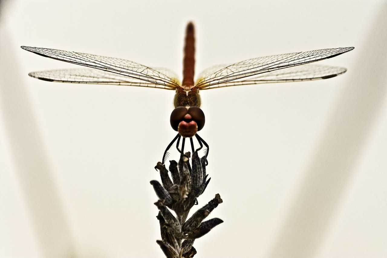 dragonfly insect wing free photo