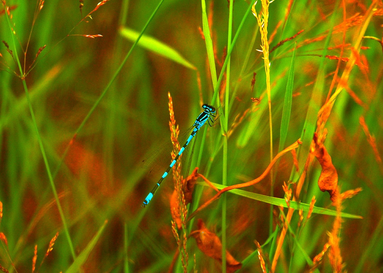 dragonfly nature grassland free photo