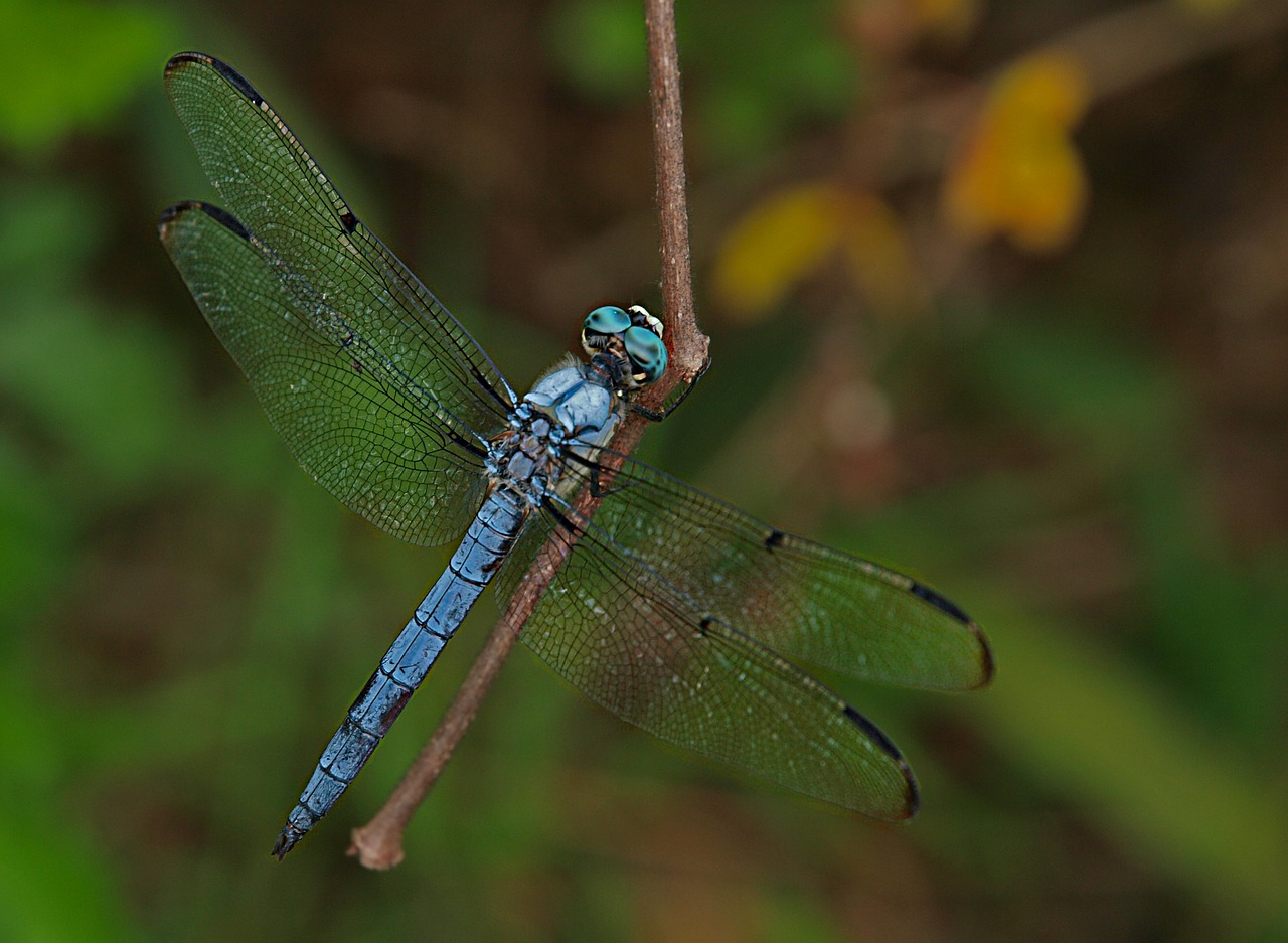 dragonfly insect animal free photo