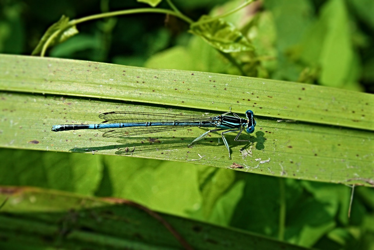 dragonfly  insect  wing free photo