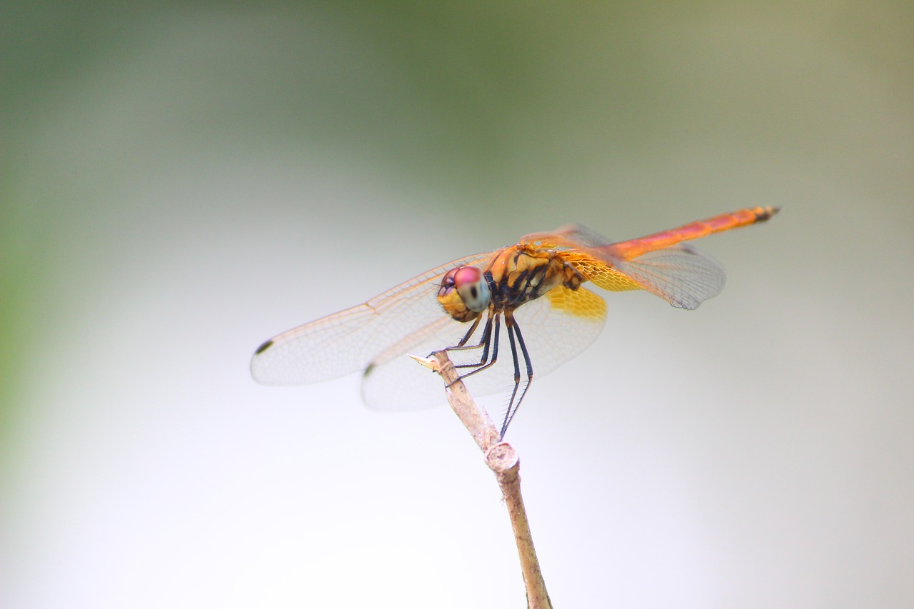 dragonfly  insect  nature free photo