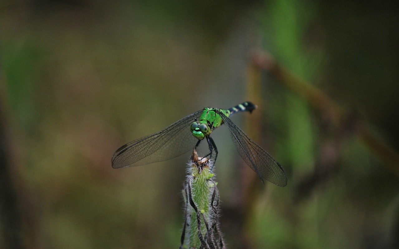 dragonfly nature fly free photo