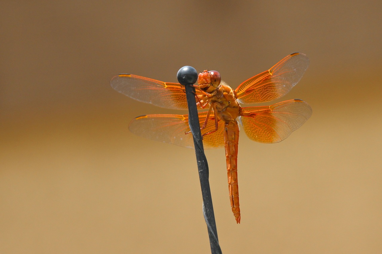 dragonfly flame skimmer libellula saturata free photo