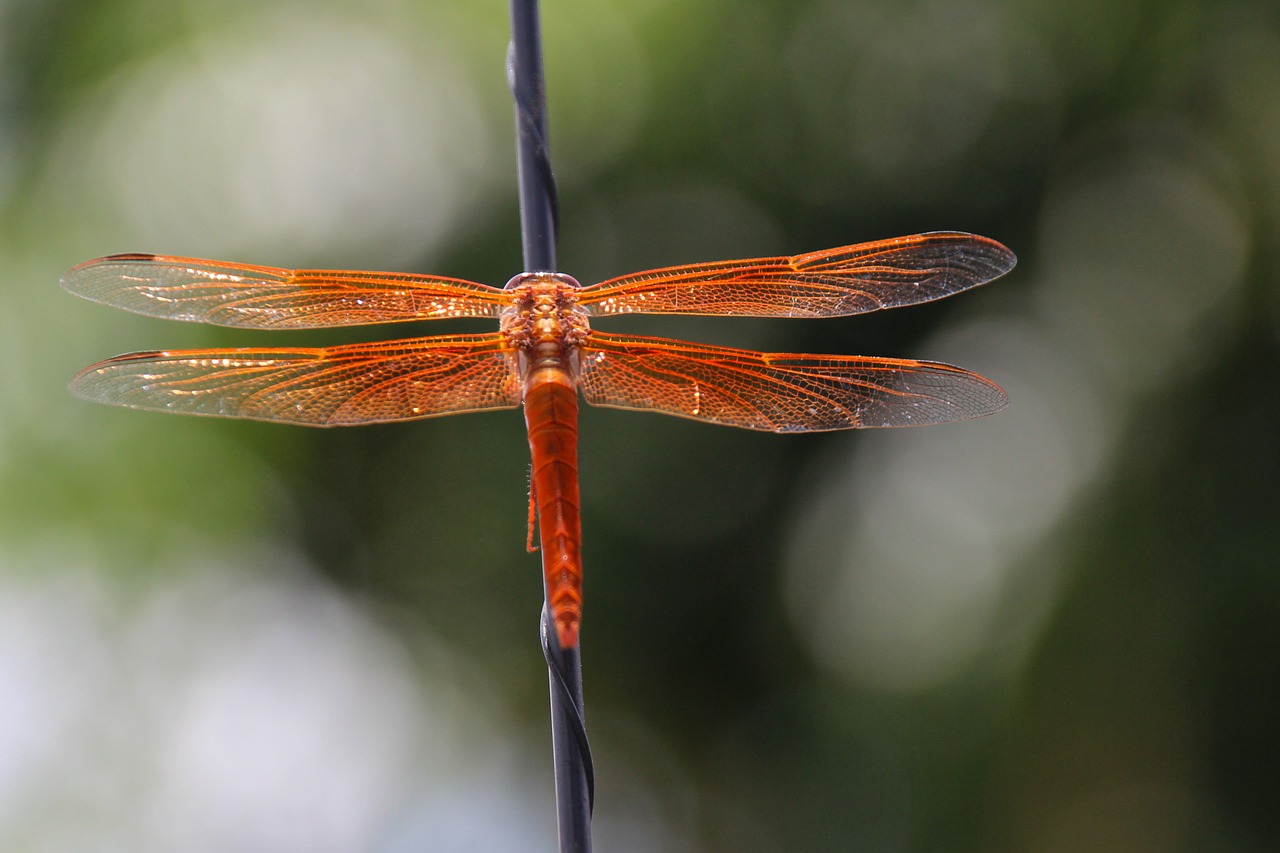 dragonfly flame skimmer libellula saturata free photo