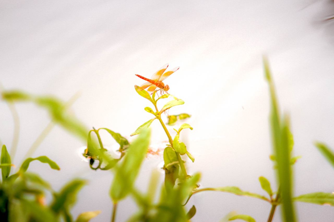 dragonfly  pond  life free photo