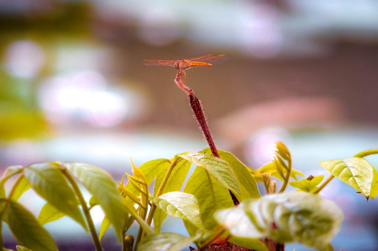 dragonfly  pond  life free photo