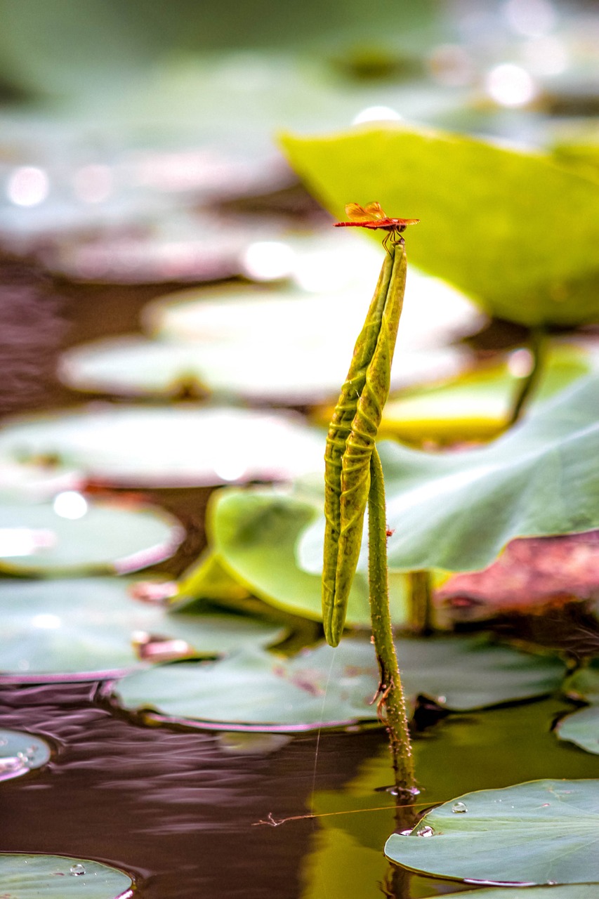 dragonfly  pond  life free photo