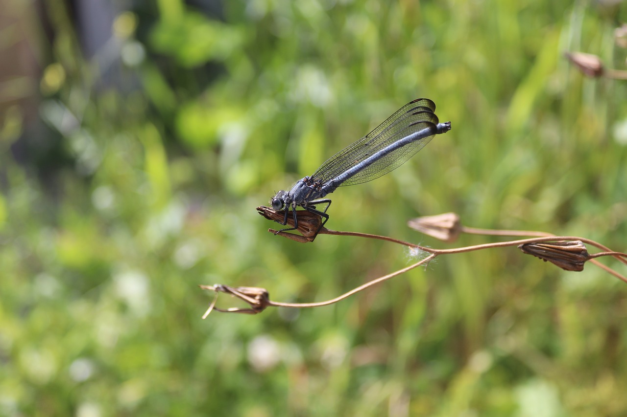 dragonfly  nature  insects free photo