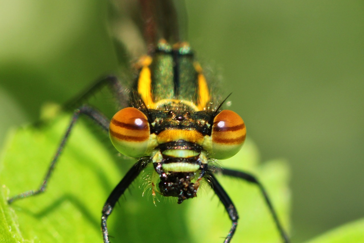 dragonfly  early adonis dragonfly  adonis dragonfly free photo