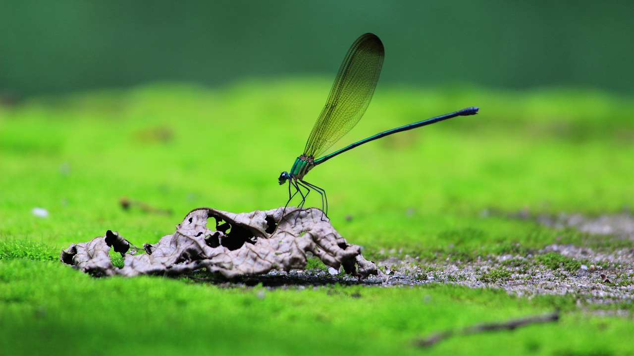 dragonfly  green  forest free photo