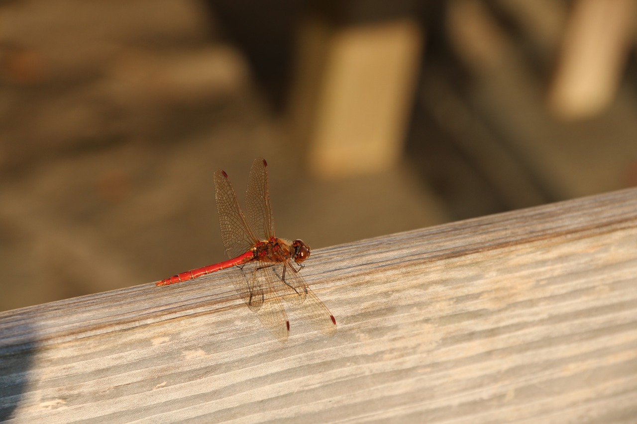 dragonfly  lake  insect free photo