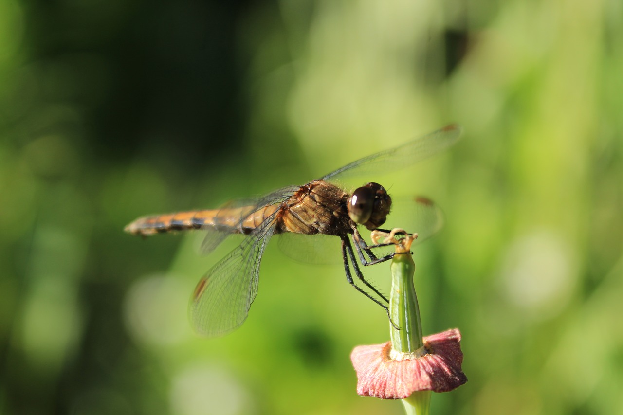 dragonfly  nature  landscape free photo