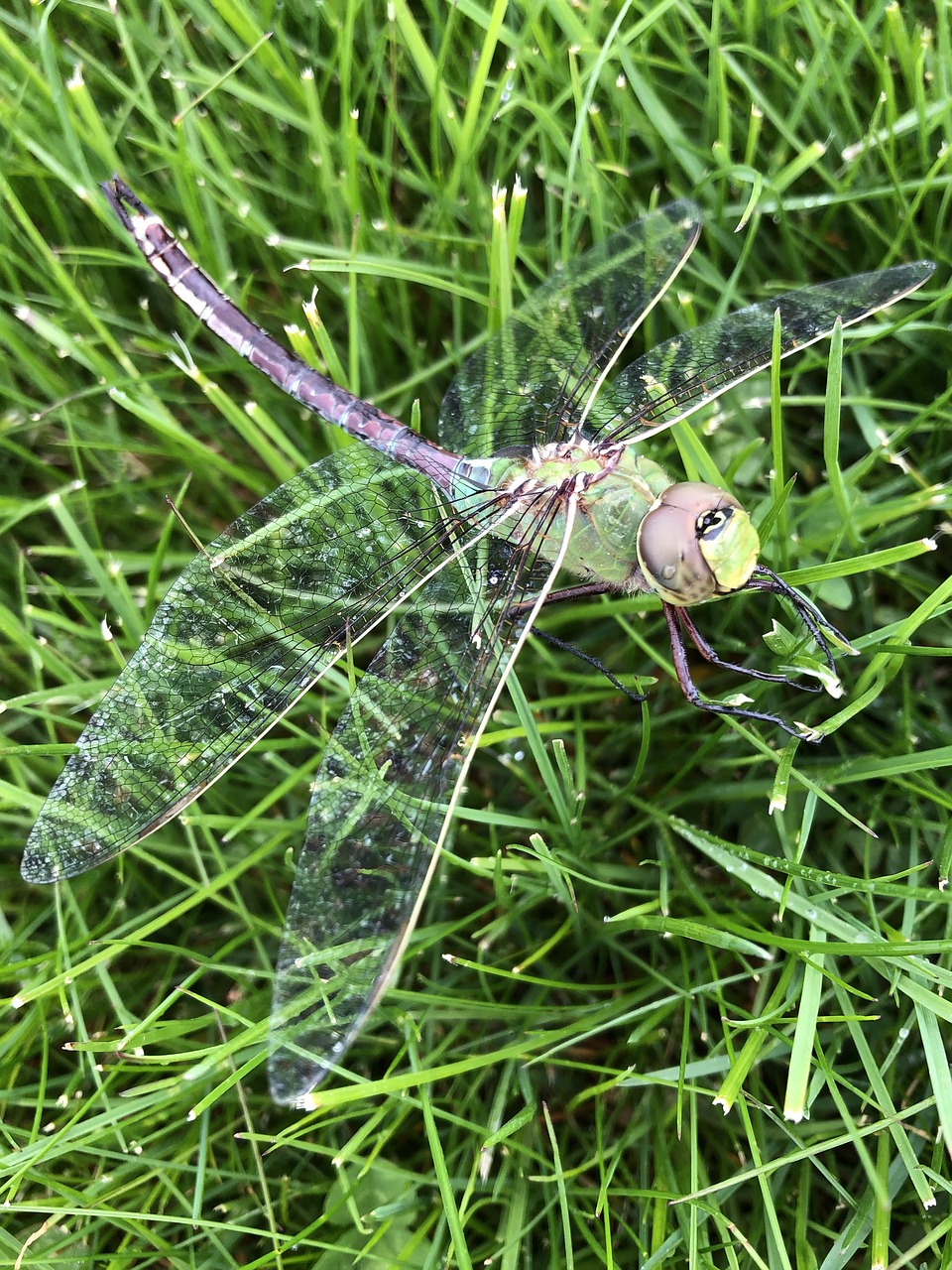 dragonfly  insect  nature free photo